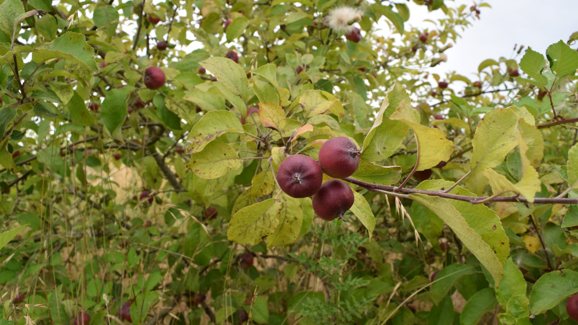 Deep red cider apples in tight clusters on the branch in the POME orchard, Forest Grove, Oregon.