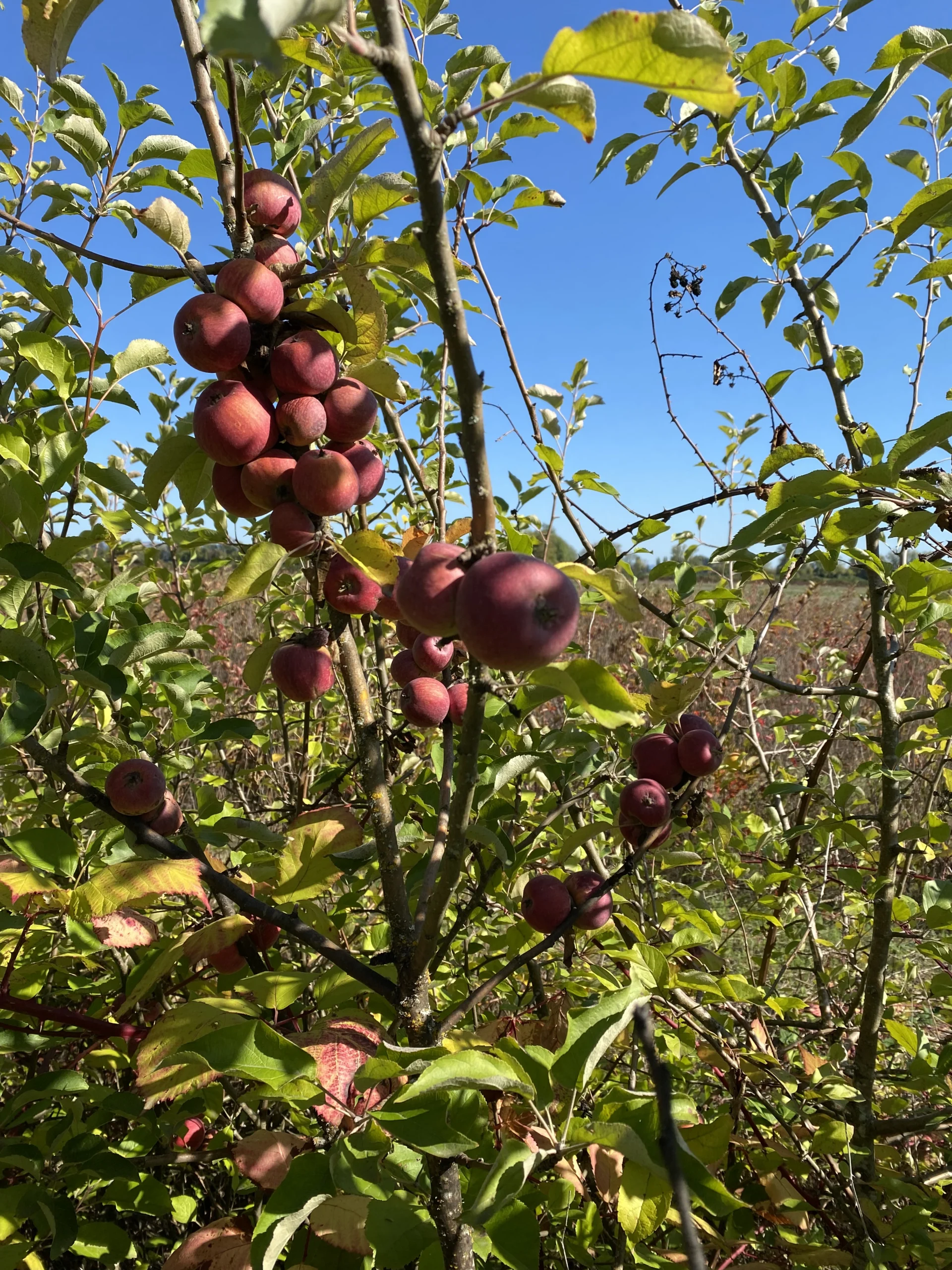 Kingston Black apples on the branch against a blue sky, small and dark maroon red.