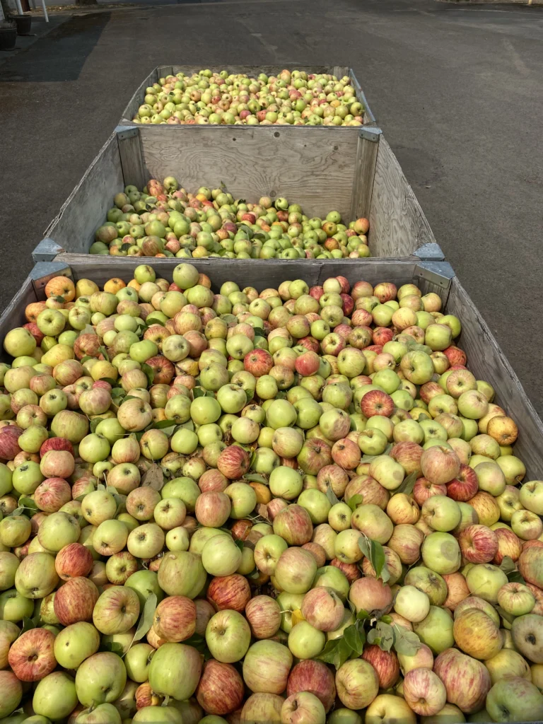 Wooden harvest bins heaped with cider apples in low evening light, the fruit green and yellow with red stripes.