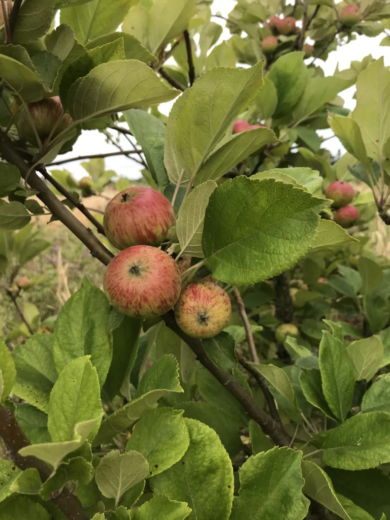 Small cider apples striped red over yellow, still on the branch among the leaves.