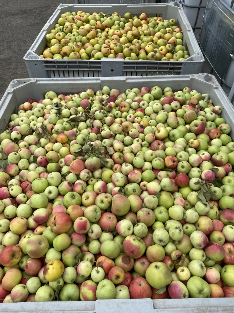 Two harvest bins filled with cider apples, small green and yellow fruit blushed with red, a few leaves still among them.