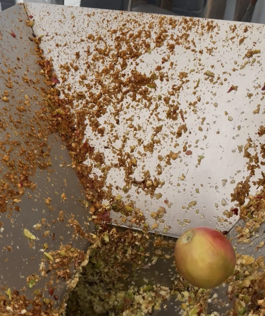 Freshly milled apple scattered across the stainless steel of the mill, one whole apple still to go through.