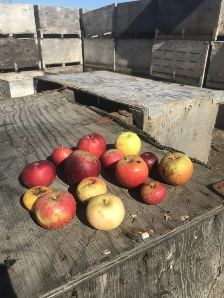 A dozen apples of different varieties laid out on a weathered wooden harvest bin in the sun, varying in size, shape and color, one marked with its variety name.
