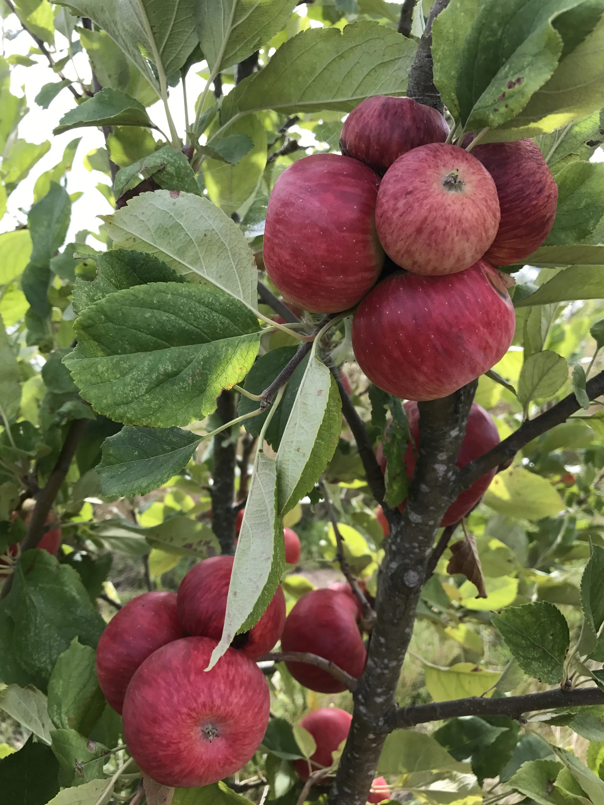 Brown's Apple hanging on the tree, deep red fruit among green leaves.