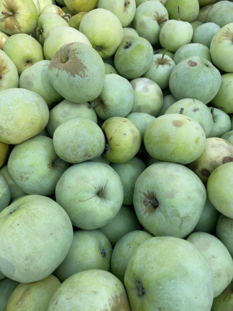 A bin of Nehou apples, an unusually pale, almost white green.