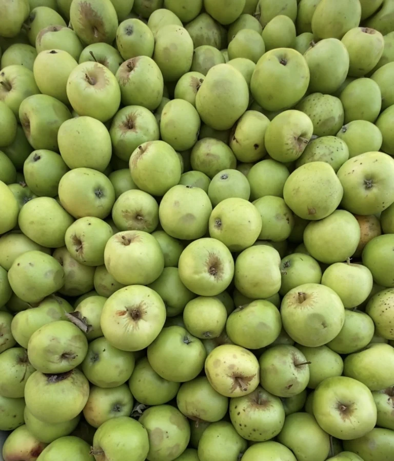 A bin of Bulmer's Norman apples, large and pale green with russet around the stems.