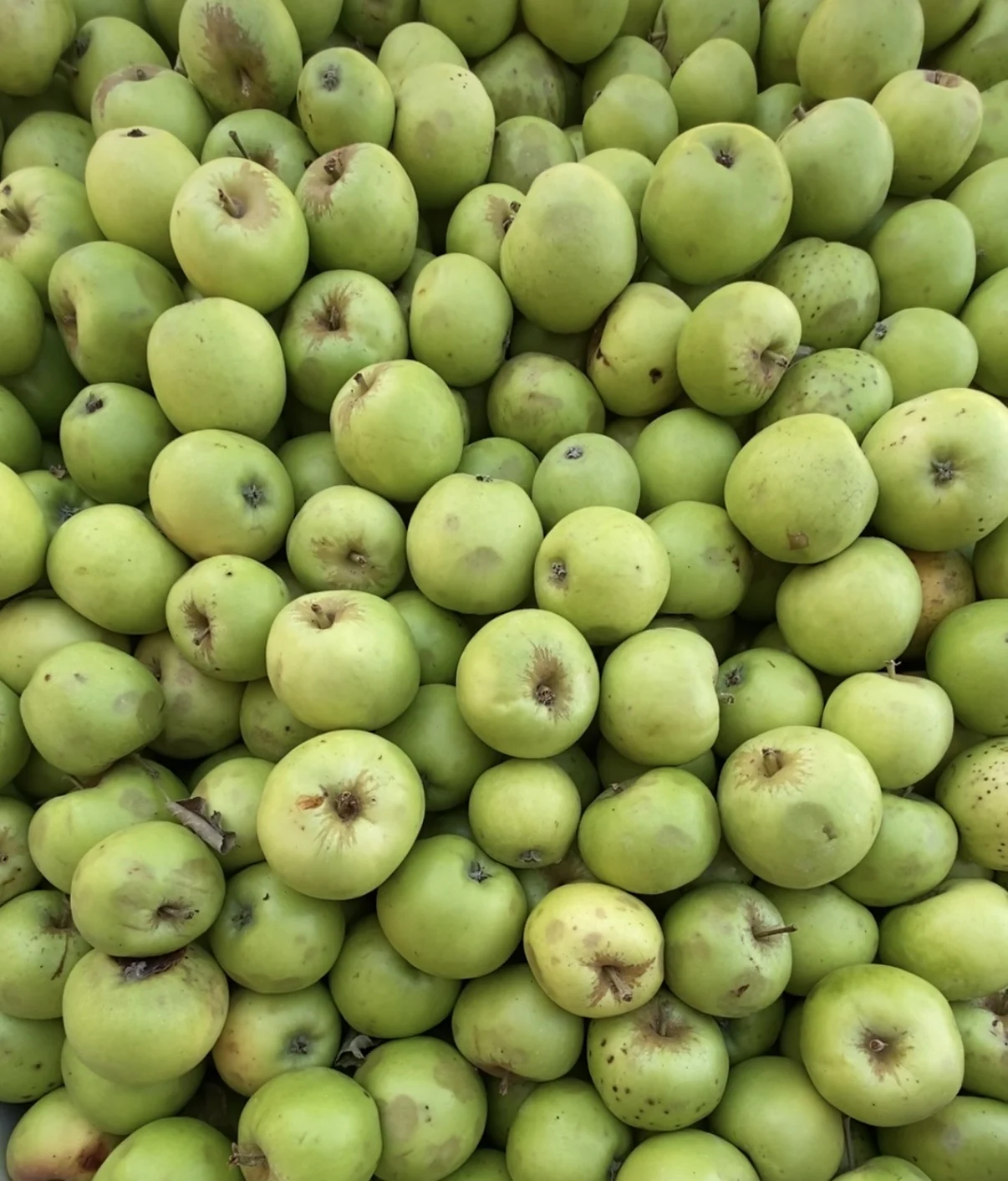 A bin of Bulmer's Norman apples, large and pale green with russet around the stems.