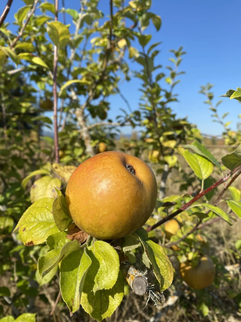 A single Golden Russet apple on the branch against a blue sky, its skin bronze gold and completely russeted.