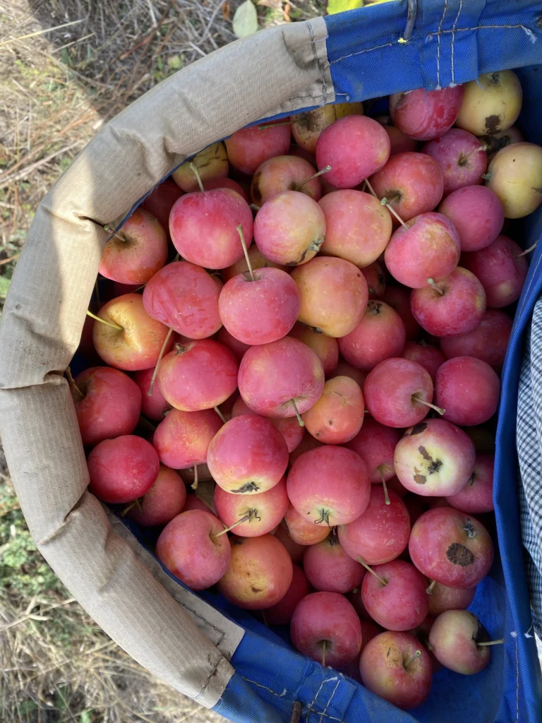 A picking bag full of Hewes Virginia Crab apples, small and pink red with long stems.