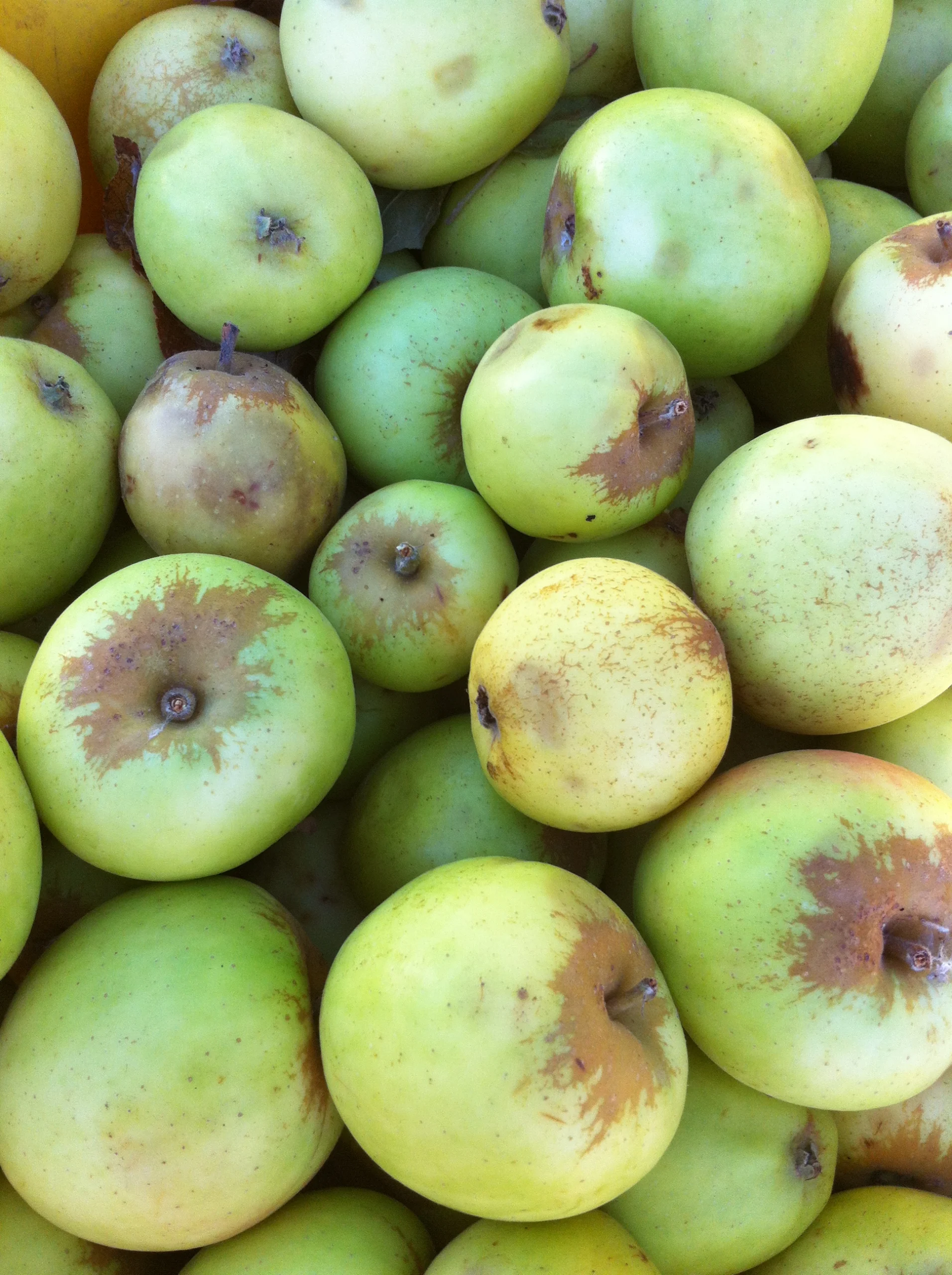 A bin of Michelin apples, greenish yellow with a patch of brown russet around each stem.