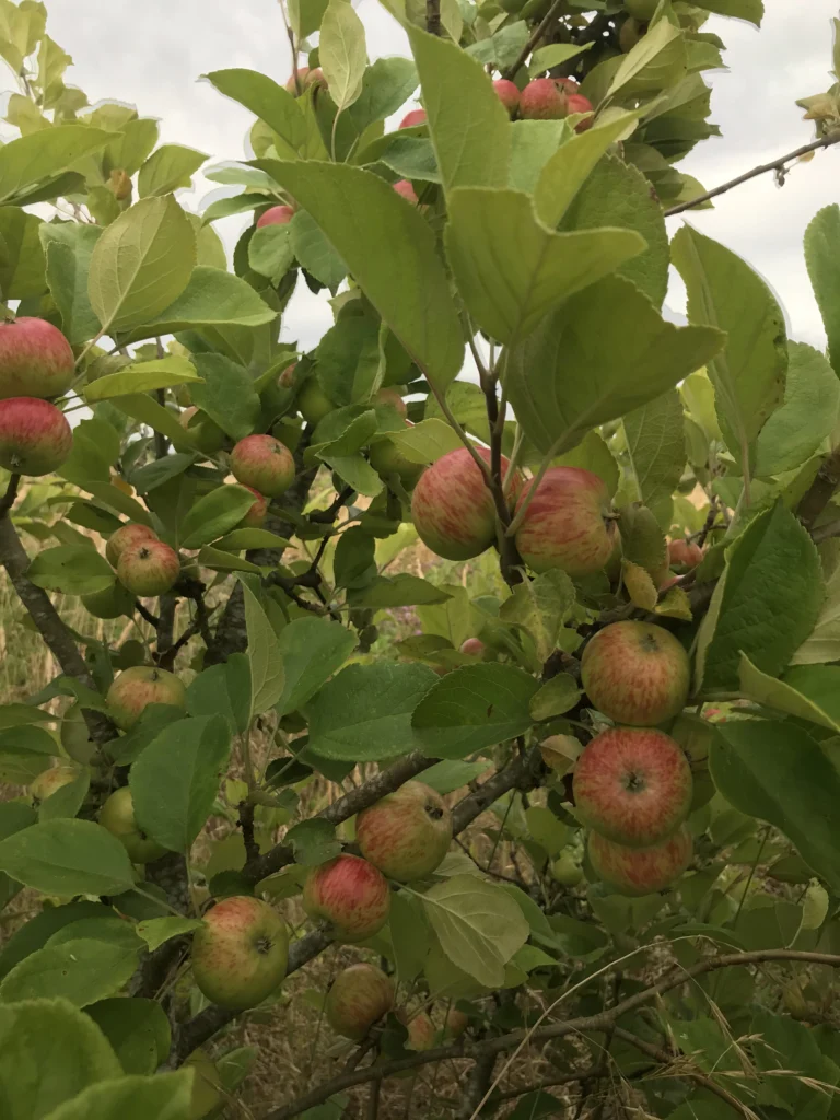 Muscat de Bernay apples on the branch, red striped over a yellow green ground.