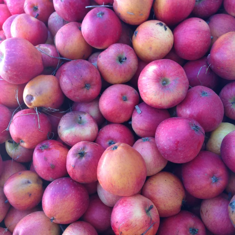 A bin of Yarlington Mill apples, crimson and orange over a yellow ground.
